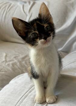 Confetti -  Domestic Short Hair Cat Available for Adoption in Aibonito, Aibonito - Confetti | PetCurious