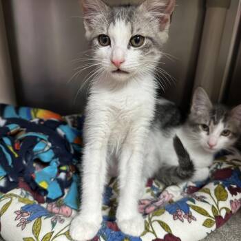 Hope Hendrix Harlan & Siblings -  Domestic Short Hair Cat for Adoption in Clifton, New Jersey - Hope Hendrix Harlan & Siblings | PetCurious