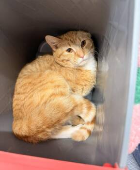Domestic Short Hair Cats Available for Adoption - Chester | PetCurious