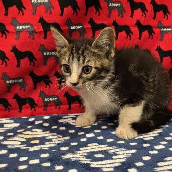 Patrick -  Domestic Long Hair Cat for Adoption in Washburn, Missouri - Patrick | PetCurious