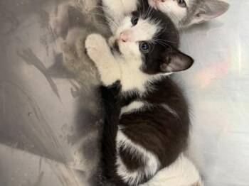 Peeta -  Domestic Short Hair and American Shorthair Cat for Adoption in Bedford, Indiana - Peeta | PetCurious