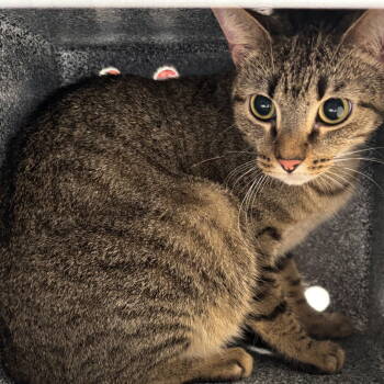 Rescue Domestic Short Hair Cats for Adoption in Dallas, Texas - Zoey | PetCurious