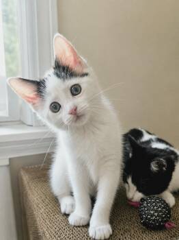Chickadee -  Domestic Short Hair Cat for Adoption in Brighton, Michigan - Chickadee | PetCurious