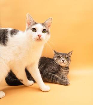 Rescue Domestic Short Hair Cats for Adoption in Springfield, Missouri - Jack And Jill | PetCurious