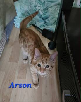 Domestic Short Hair Cats Available for Adoption in Kitchener, Ontario - Arson | PetCurious