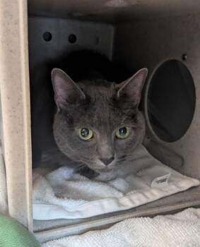 ZOLA -  Domestic Short Hair Cat for Adoption in Leesburg, Virginia - ZOLA | PetCurious