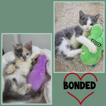 Domestic Short Hair Cats Available for Adoption - Chip | PetCurious