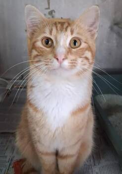 Jazz -  Domestic Short Hair Cat Available for Adoption in Greenville, North Carolina - Jazz | PetCurious