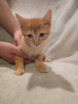 Spoon -  Domestic Short Hair Cat for Adoption in Metamora, Illinois - Spoon | PetCurious