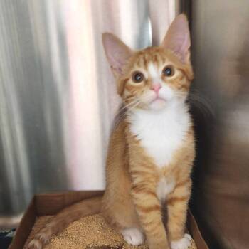 Sleepy -  Domestic Short Hair Cat for Adoption in Davenport, Iowa - Sleepy | PetCurious