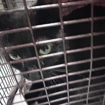 Stacie -  Domestic Short Hair Cat for Adoption in Philadelphia, Pennsylvania - Stacie | PetCurious