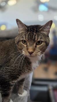 Ollie (Oliver) -  Domestic Short Hair Cat for Adoption in Cottonwood, Arizona - Ollie (Oliver) | PetCurious