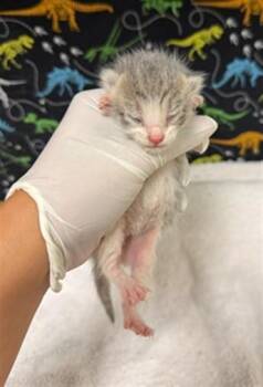 GRIFF -  Domestic Short Hair Cat for Adoption in Riverside, California - GRIFF | PetCurious