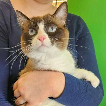 Siamese Cats Available for Adoption - Nysa | PetCurious