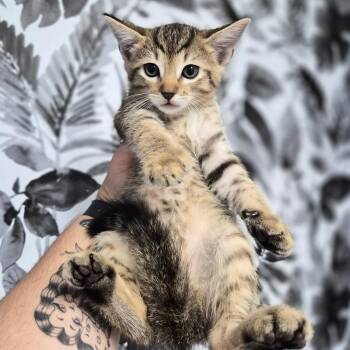 Domestic Short Hair Cats Available for Adoption in Wahiawa, Hawaii - Choco Taco | PetCurious
