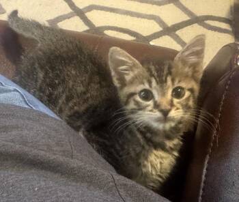 Jones -  Tabby and Domestic Short Hair Cat for Adoption in Georgetown, Kentucky - Jones | PetCurious