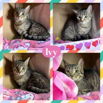 Rescue American Shorthair Cats for Adoption in Huntington, West Virginia - Ivy | PetCurious