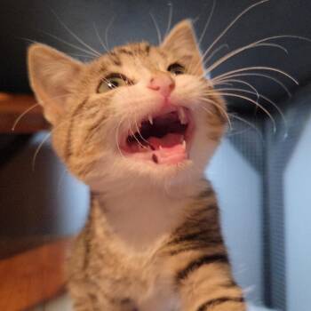 Silver Sandals -  Domestic Short Hair Cat for Adoption in Fredericksburg, Virginia - Silver Sandals | PetCurious