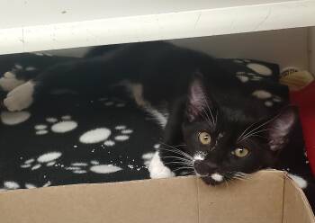 Axl -  Domestic Short Hair Cat for Adoption in Reisterstown, Maryland - Axl | PetCurious