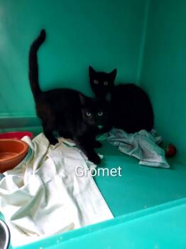 Gromet -  Domestic Short Hair Cat for Adoption in Pine Grove, Pennsylvania - Gromet | PetCurious