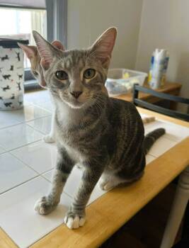 Rescue Domestic Short Hair Cats for Adoption in Warner Robins, Georgia - Squeak | PetCurious