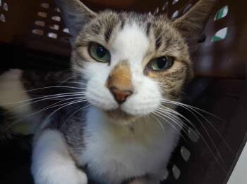 Rescue Domestic Short Hair Cats for Adoption in Crossville, Tennessee - Lola | PetCurious