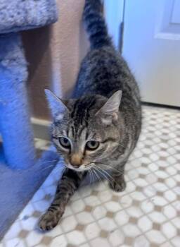 Ellie 4 -  Domestic Short Hair Cat for Adoption in Tucson, Arizona - Ellie 4 | PetCurious