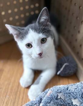 Domestic Short Hair Cats Available for Adoption in Homer Glen, Illinois - Hatter | PetCurious