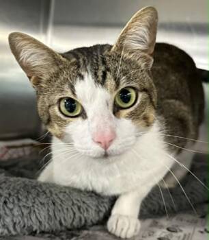 Domestic Short Hair Cats Available for Adoption in Shreveport, Louisiana - Loki | PetCurious