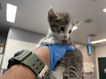Domestic Short Hair Cats Available for Adoption in Thousand Palms, California - A1912944 | PetCurious