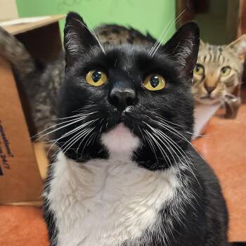 Rescue Domestic Short Hair Cats for Adoption in Tioga, Pennsylvania - Figaro | PetCurious