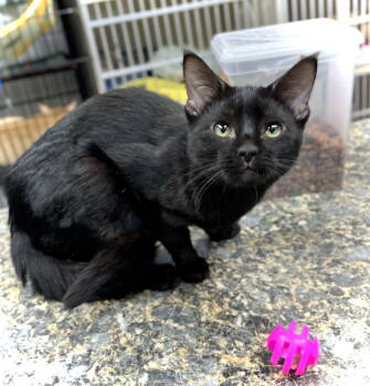 Rescue Domestic Short Hair Cats for Adoption in Estherville, Iowa - Lainey | PetCurious