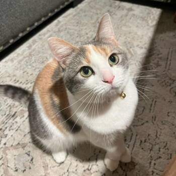 Rescue Domestic Medium Hair Cats for Adoption in Las Vegas, Nevada - Millie | PetCurious