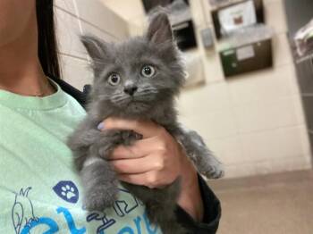 CLAY -  Domestic Long Hair Cat for Adoption in Fort Wayne, Indiana - CLAY | PetCurious