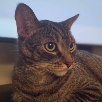 Rescue Domestic Short Hair Cats for Adoption in Santa Ana, California - Mr. Gibbs | PetCurious