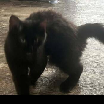 Domestic Short Hair Cats Available for Adoption - Hawk | PetCurious