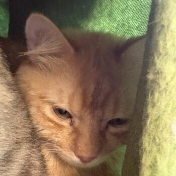 Mars -  Domestic Medium Hair Cat for Adoption in Kennebunk, Maine - Mars | PetCurious
