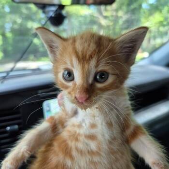Ollie -  Domestic Short Hair Cat for Adoption in Birmingham, Alabama - Ollie | PetCurious