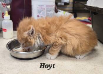 Rescue Domestic Long Hair Cats for Adoption in Cedar Rapids, Iowa - Hoyt | PetCurious