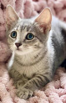 Dashing Girl -  Tabby and Domestic Short Hair Cat for Adoption in Homestead, Florida - Dashing Girl | PetCurious