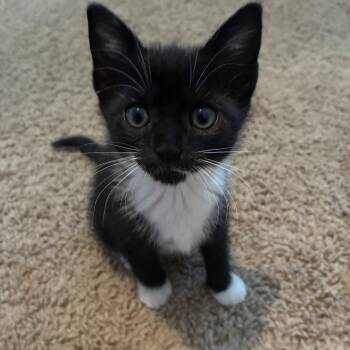 Shadow -  Domestic Short Hair and Tuxedo Cat for Adoption in Concord, North Carolina - Shadow | PetCurious