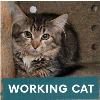 Raicilla -  Domestic Long Hair Cat for Adoption in Asheville, North Carolina - Raicilla | PetCurious