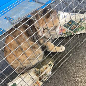 Domestic Medium Hair Cats Available for Adoption in Montgomery, Alabama - Montgomery Kitty 105 | PetCurious