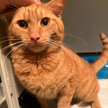Rufus -  Domestic Short Hair Cat Available for Adoption in South Euclid, Ohio - Rufus | PetCurious
