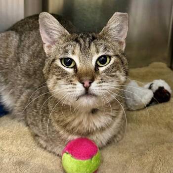 Domestic Short Hair Cats Available for Adoption in Walnut Creek, California - Sauerkraut | PetCurious