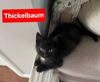 Thickelbaum and Gertrude (other sibling is Yertyl) -  Domestic Short Hair Cat for Adoption in Brighton, Michigan - Thickelbaum And Gertrude (other Sibling Is Yertyl) | PetCurious