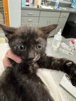 No Bake -  Domestic Short Hair Cat for Adoption in Bloomington, Indiana - No Bake | PetCurious