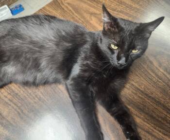 Rescue American Shorthair Cats for Adoption in Harned, Kentucky - Jet | PetCurious