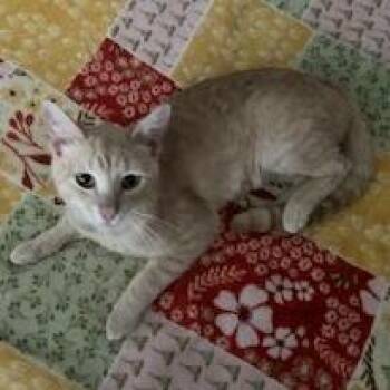Domestic Short Hair Cats Available for Adoption in Jupiter, Florida - Yellow | PetCurious