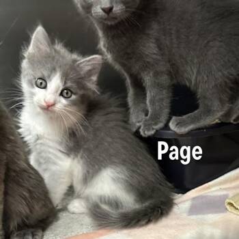 Page -  American Shorthair Cat for Adoption in Oak Ridge, Tennessee - Page | PetCurious